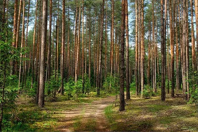 Сосновый лес | Лес, Дерево, Живопись