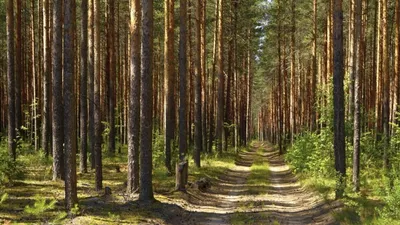 сосновый лес моими глазами, виды сосны фото, сосна, дерево фон картинки и  Фото для бесплатной загрузки