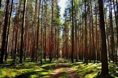Моющиеся виниловые фотообои Сосновый лес, 211х150 см - купить по выгодной  цене в интернет-магазине OZON (273252002)