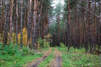 Файл:Сосновый лес (Шишкин, 1889).jpg — Википедия