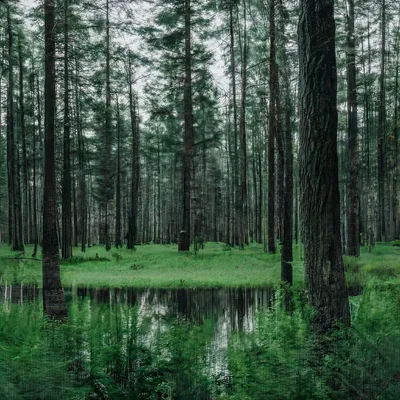 Сосновый лес - фото автора GT на сайте Сергиев.ru