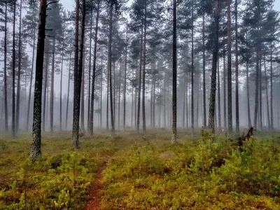 Файл:Сосновый лес возле города Счастье3.jpg — Википедия