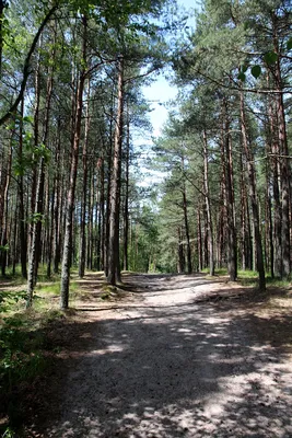 Фотообои 🌟 Сосновый лес ([%SKU%]): купить по приятной цене в  Санкт-Петербурге