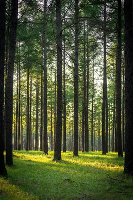 луг и сосновый лес стоковое изображение. изображение насчитывающей  перемещение - 217028815