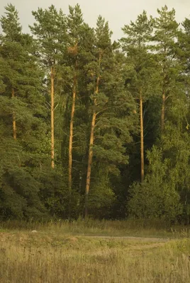 Сосновый лес» — создано в Шедевруме