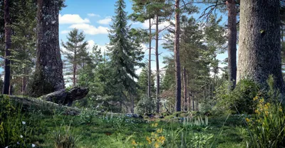 Сосновый лес. Photographer Sokolova Elena