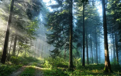Фотообои Сосновый лес в тумане купить в Москве, Арт. 9-1136 в  интернет-магазине, цены в Мастерфресок