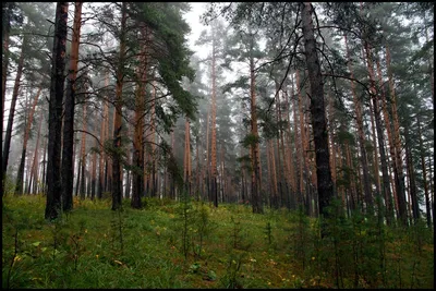 Сосновый лес\". :: Оксана Волченкова – Социальная сеть ФотоКто