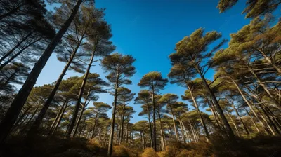 В Старомайнском районе посадили сосновый лес | Экология | АиФ Ульяновск