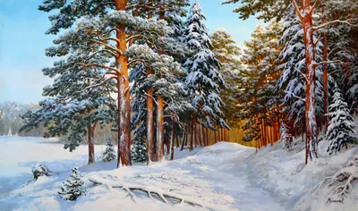 Сосновый лес зимой. Много стволов сосен. Stock Photo | Adobe Stock