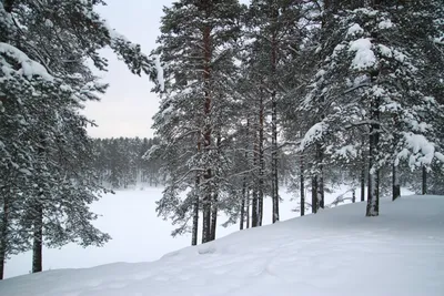 Сосновый лес зимой - 76 фото