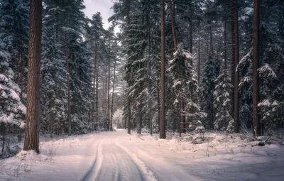 Сосновый лес зимой (75 фото) - 75 фото