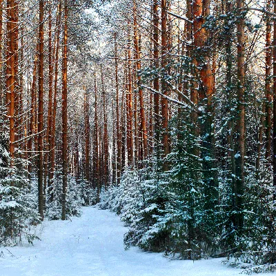 Сосновый Лес Зимой — стоковые фотографии и другие картинки Без людей - Без  людей, Вертикальный, День - iStock
