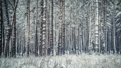 Foto Stock Сосновый лес,зима,пейзаж,панорама | Adobe Stock