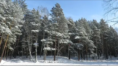 Сосновый лес зимой UHD wallpaper | IWphoto.ru