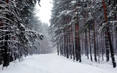 Фото жизнь - Татьяна Павлова - корневой каталог - Сосновый бор зимой  великолепен...