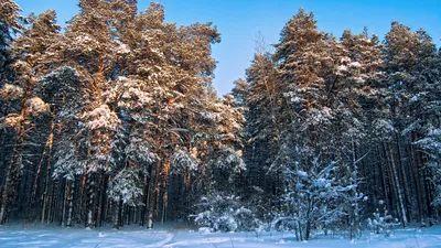 Красивые сосны зимой, сосновый лес, Beautiful pine trees in winter, pine  forest - YouTube