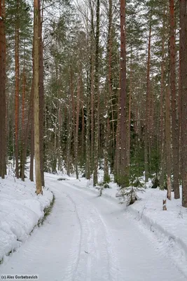 Сосновый лес на острове Хортица зимой - фотографии Запорожья