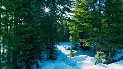 Красив зимой сосновый лес! (Светлана Патрушева-Чабулова) / Стихи.ру