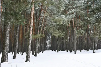 Сосновый Лес Зимой — стоковые фотографии и другие картинки Без людей - Без  людей, Горизонтальный, День - iStock