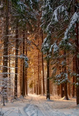 СОСНОВЫЙ БОР сосновый лес, зима, …» — создано в Шедевруме