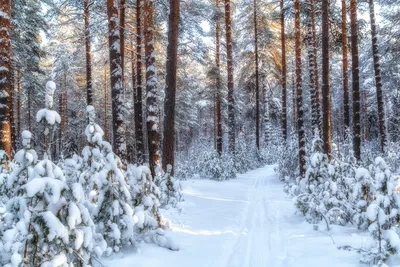 Сосновый Лес Зимой — стоковые фотографии и другие картинки Без людей - Без  людей, Белый, Вертикальный - iStock