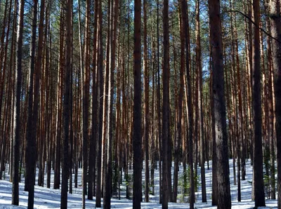 сосновый лес, зима стоковое изображение. изображение насчитывающей гора -  88083487