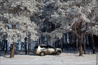 Прогулка в сосновом бору❄️🌲❄️ Сосновый бор зимой великолепен... И в  сумраке, и в ярком солнце дня Снег так порой похож на белый… | Instagram