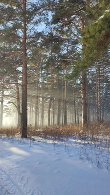 Сосны В Зимний Лес Стоковые Фотографии | FreeImages