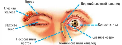 Формы, клиника и лечение аллергического конъюнктивита