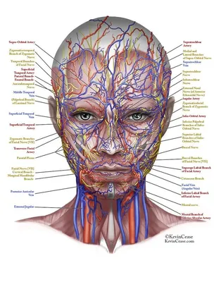 Инфографика. Сосуды лица | Músculos do rosto, Nervo facial, Anatomia e  fisiologia humana