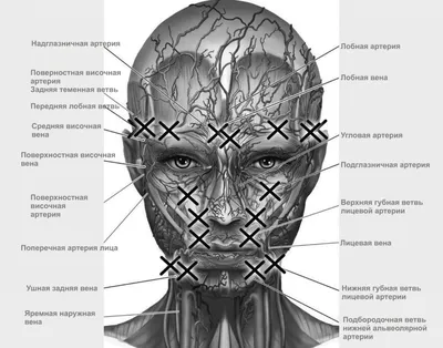 Артерии и вены на лице