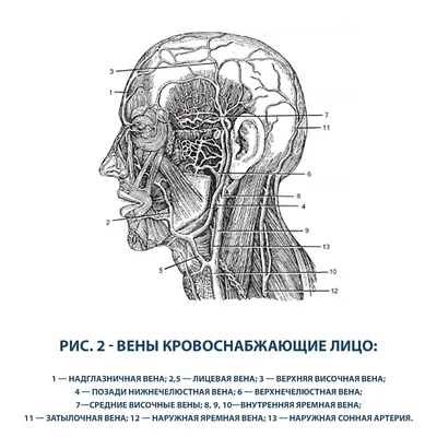 Анатомия лица: анатомическая структура, нервы, сосуды и мимические мышцы  лица - Elgreloo.com