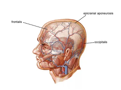 Артерии и вены на лице