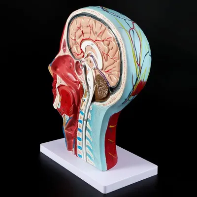Мимические мышцы лица | 3D Анатомия человека | Внутренние органы - YouTube