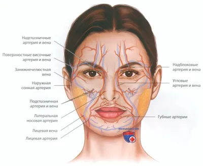 Краткий экскурс в анатомию лица - Master_lips_face | Facebook