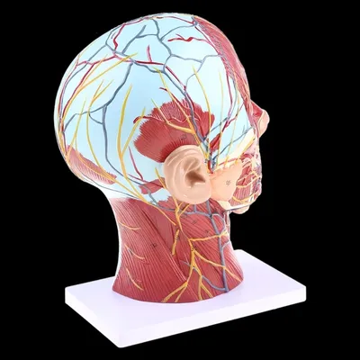 Анатомический человеческий прибор с полуголовой, анатомия лица, медицинский  мозг, шея, медианная секция, модель для изучения нервных сосудов крови для  обучения | AliExpress