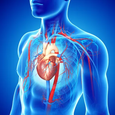 Коронарные кровеносные сосуды сердца Иллюстрация штока - иллюстрации  насчитывающей коронарно, сердечнососудисто: 142496515