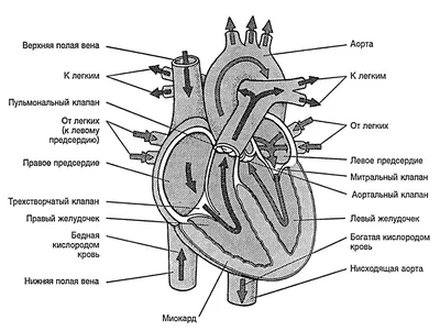 medicine_news.rf - Типы кровеносных сосудов • Артерии – это сосуды, которые  несут кровь от сердца к органам и тканям. Самая крупная артерия в организме  человека – аорта. В артериях кровь движется под