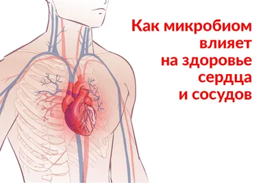 иллюстрация показывающая артерии и красные сосуды сердца, картинка артерии  и вены, артерия, вена фон картинки и Фото для бесплатной загрузки