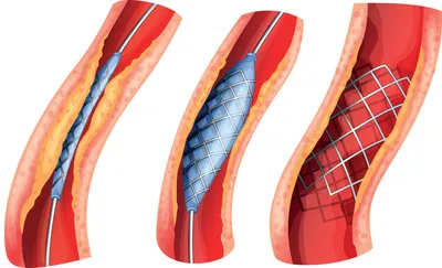 Анатомия и физиология сердца и кровеносных сосудов | Медицинский  интернет-журнал «PRO Здоровье» | Дзен