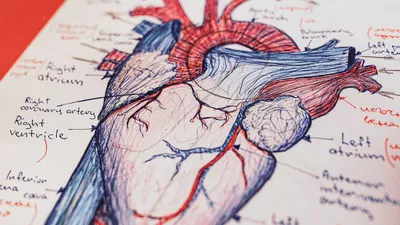 Сердце иллюстрации 3d мускулистый орган в человеке, который качает кровь  через кровеносные сосуды сердечно-сосудистой системы. Иллюстрация штока -  иллюстрации насчитывающей человек, орган: 176001113