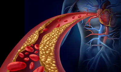 Сосудистое сердце PNG , кровеносные сосуды, Человеческое тело, сердце PNG  картинки и пнг PSD рисунок для бесплатной загрузки