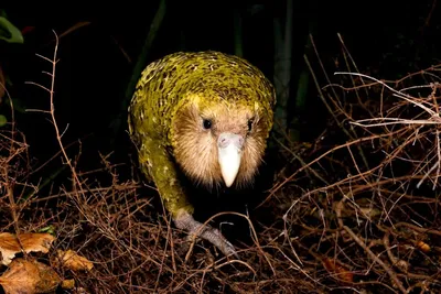 Питомцы - Это вымирающий совиный попугай какапо. Но,... | Facebook