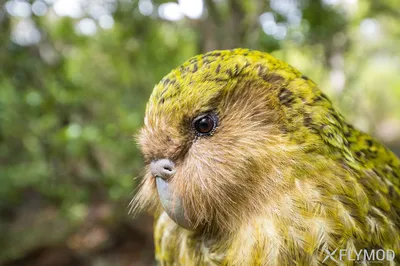 Люди науки - Фото с iNaturalist: сова или попугай? Перед вами редкая птица,  эндемик Новой Зеландии — совиный попугай или какапо. В её грустных глазах  отражается многолетняя история нашего мира: первый представитель