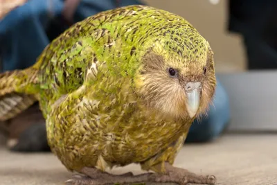Вымирающий попугай Какапо и птица Киви, что вы знаете о них? - Hi-News.ru
