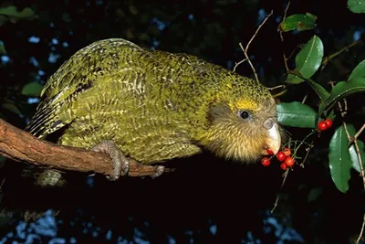 Вымирающий вид попугаев имеет шанс сохранить популяцию — Наукоёмкие  технологии: инжиниринг, инвестиции, инновации