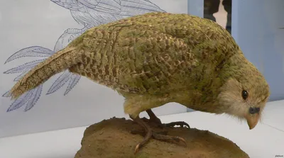 Какапо (совиный попугай) — самый большой попугай на земле | Путешествия и  туризм | Дзен