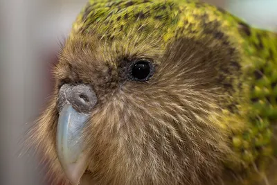 Умом и сообразительностью: 7 удивительных фактов о попугаях – Telegraph