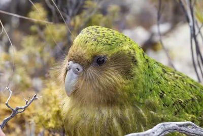 Самый толстый в мире попугай какапо | Фото | Общество | Аргументы и Факты